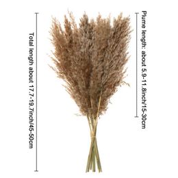 Dried Flowers Shooting Props Home Decoration Natural Material Reed Natural Dried Bouquets Small Pampas Grass Real Flower Plant Stems