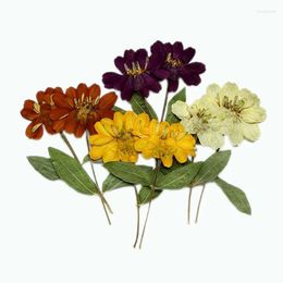 Decorative Flowers 6.5-11CM/12PCS Real Natural Pressed Dry Flower Zinnias Dried Press ZINNIA Branch For Epoxy Resin Candle Making Supplies
