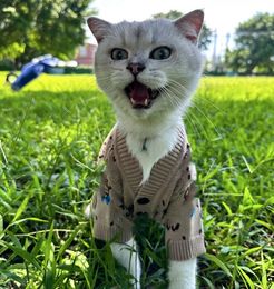 Autumn Fashion Brand Pet Sweater Cute Bear Cardigan Cat Dog Small and Medium-Sized Dogs Clothing