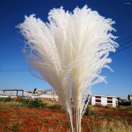 Decorative Flowers 20PCS Tall 60cm Dried Pampas Grass Wedding Flower DIY Floral Arrangement Natural Plants Dry Party Home Room Decoration