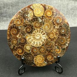 1pcs Natural Ammonite Shell GOSSIL Healing Mineral Reiki Specimen Art Collection Stone Artefacts Decorative Objects & Figurines283u