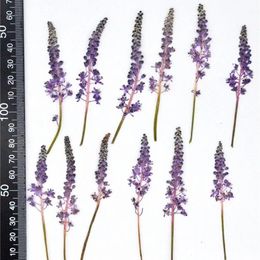 60pcs Purple Pressed Dried Barnardia Japonica Flower Plant Herbarium For Jewelry Bookmark Phone Case Invitation Card Craft DIY 240223