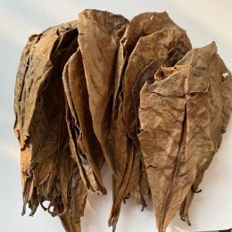 Treatment 200/100/50pcs Natural Terminalia Catappa Leaves Aquarium Decoration Fish Tank Cleaning Tools Water Treatment Almond Leaf Fish