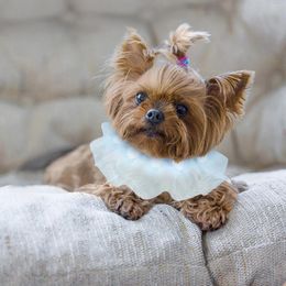 Dog Apparel Pet Cat Bandana Adjustable Lace Breathable Bibs Collars Puppy Necktie Jewellery Costume Accessories 2G