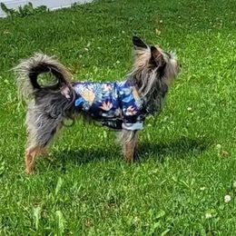 Dog Apparel Pet Shirt for Small and Medium Dogs Hawaiian Casual Style Lightweight and Breathable Four Seasons Fashion Dog Clothes Clothing x0904