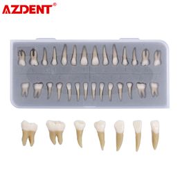 Other Oral Hygiene Adult Teeth Model 28pcs 1 Permanent ZYR7008 Resin School Teaching Equipment 230915