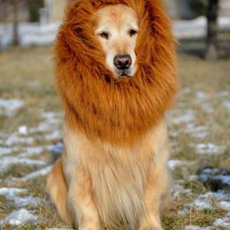 Dog Apparel Lion Funny Wild Golden Retriever Costume Hat Hilarious Pet Cosplay Clothes Collar Animal Headwear Accessories Po Props 230919