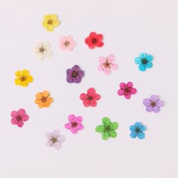 Christmas Decorations 100pcs Mini Pressed Dried Narcissus Jonquilla Flower Plant Herbarium For Epoxy Resin Jewelry Bookmark Postcard Nailart Craft DIY 230919