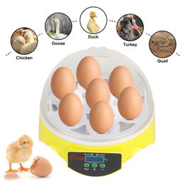 Other Pet Supplies Mini Egg Incubator 7 Eggs Farm Hatchery Brooder Adjustable Digital Temperature Poultry For Chicken Duck Bird 230920
