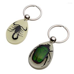 Keychains Glow-In-The-Dark Real Insect Keychain