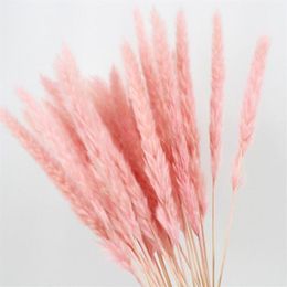 15PCS Natural Dried Small Pampas Grass Phragmites Wedding Flower Bunch 40 To 68 Cm Tall for el Home Decor1215y