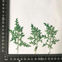 Decorative Flowers 60pcs Pressed Dried Selaginella Uncinat Leaves Plants Herbarium For Jewelry Bookmark Phone Case Postcard Invitation Card