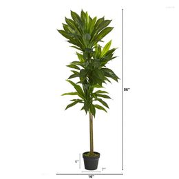 Dekoratif çiçekler dracaena yapay bitki (gerçek) yeşil