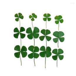 Decorative Flowers 12/24PCS Real Natural Dried Pressed Lucky Four Leaf Clover Branch Dry Press Green Leaves DIY For Epoxy Resin Candle
