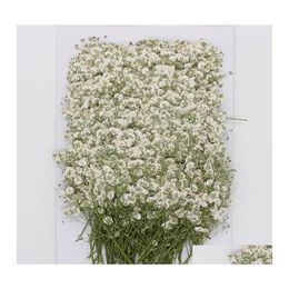 Faux Floral Greenery 120 Pcs Natural Gypsophila Dried Flowers Small Bouquet Dry Press Mini Decorative Pography Background Decor 22 Dhjk0