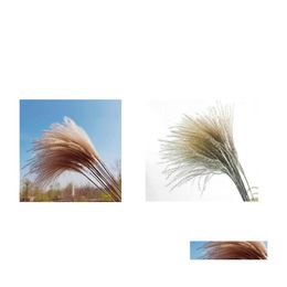 Decorative Flowers Wreaths Fashion Flower Natural Plants Fluffy Woman Man Home Decoration Gift Dried Reed True Lovely Party 5 2Yy Dhfah