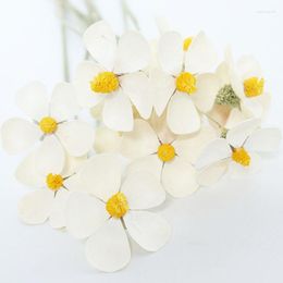 Decorative Flowers 12pcs Small Daisy Decor Shore Chrysanthemum Oncidium Dried Flower Bouquet Living Room Home Decoration Material