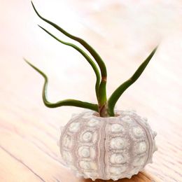 Novelty Items 4Pcs Creative Sea Urchin Ornaments Tillandsia Cultivation Containers DIY Planting Pots For Home Shop Office