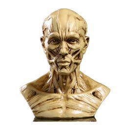 Other Office School Supplies Human Muscle Skeleton Head Model Skull Anatomy Sculpture Art Sketch Learning supplies 230130