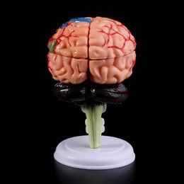 Other Office School Supplies L21D 4D Disassembled Anatomical Human Brain Model Anatomy Teaching Tool Statu 230130