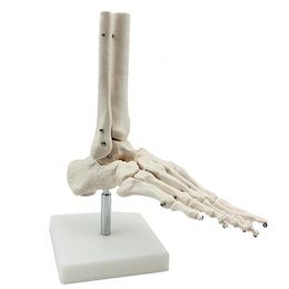 Other Office School Supplies Human Skeleton Foot Bones Anatomy Model and Ankle With Shank Bone Anatomical Greys 230130