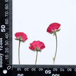 Decorative Flowers Chinese Rose On Stems Dried Pressed True Plants For DIY Bracelet Ornaments 1000Pcs