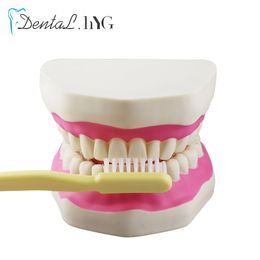 Other Oral Hygiene Dental Model Teeth 6 Times Normal Brushing Model with Large Toothbrush Teaching Modeling Dental Oral Care Dental Products 230802