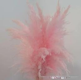 Dried Reed Flower Luchai Decoration Original Colour White (Best-Seller) PAMPAS Home Decoration Factory Direct Deliver