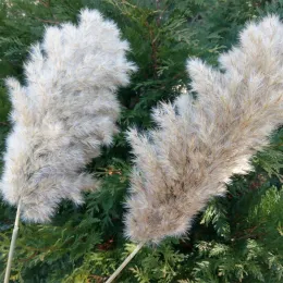 Top Fashion 20 Stems Pampas Grass Bouquet Dried Flower Wedding Use Christmas Decor Artificial Flowers Fall Decoration