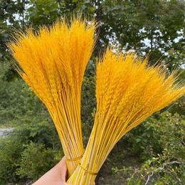 Decorative Flowers Wreaths 50PcsMany real wheat ear flowers natural dried wedding party decoration DIY craft scrapbook home bouqu 230808