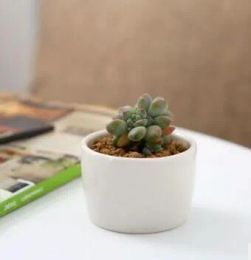 Free Shipping ceramic bonsai pots wholesale mini white porcelain flowerpots suppliers for seeding succulent indoor home Nursery planters