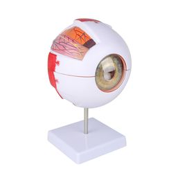 Prisms Anatomical Eye Model Eyeball Eyelid Model Disassemble 6 times Enlarged Optic Nerve For Eye Special Teaching 230809