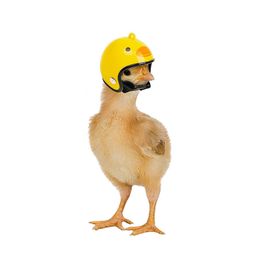 Dog Apparel Helmet Bird Head Hat Protection Chicken Helmet Accessori Clothing Pet Bird Pet Supplies 230812