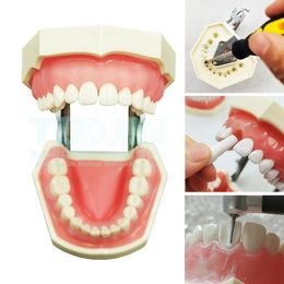 Other Oral Hygiene Dental 28pcs Removable Resin Teeth Soft Gums Typodont Tooth Model Preparation Student Oral Teaching Practice Product 230815