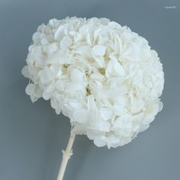 Decorative Flowers 2023 Supply Preserved Hydrangea With Stem For Home Decoration Dried Flower Big Size Natural Eternal Stabilised