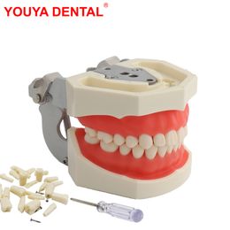 Other Oral Hygiene Dental Teeth Model For Dental Technician Practice Training Studyting Dentistry Typodont Models With Removable Tooth For NISSIN 230815