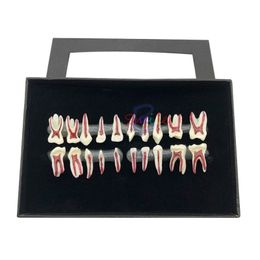 Other Oral Hygiene 1Box Dental Oral Anatomical display model Teaching Dental Teaching Oral Deciduous Teeth Model Child's deciduous tooth 230815
