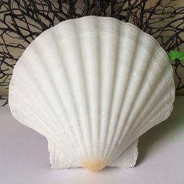 Decorative Objects Figurines 6pcs natural white Conch sea shell white scallop shell for fish tank decoration or gift wholesale 230816