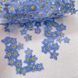Decorative Flowers 250pcs Pressed Dried Natural Mini Blue Myosotis Sylvatica Forgetmenot Flower Plant Herbarium For Jewellery Phone Case
