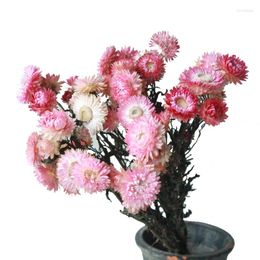 Decorative Flowers 10pcs Dried Pute Nutral Strawflower Bunch Honeysuckle Chrysanthemum For Home Decor