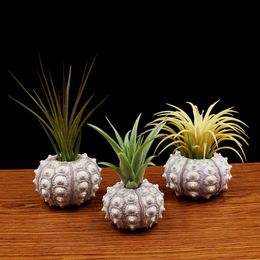 Planters Pots OOTDTY Air Plants Sea Urchin Tabletop Tillandsia Holder Flower Pot Miniature Gardening Decorations 230829