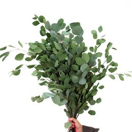 Decorative Flowers Natural Dry Eucalyptus Leaves Preserved Silver Dollar Plants For Floral Arrangement Wedding Bouquet Centrepiece Decor
