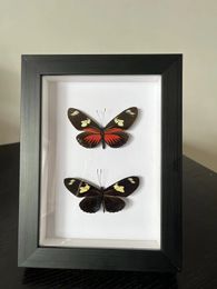 Decorative Objects Figurines Butterfly Real Specimen butterfly specimen po frame craft /Butterfly Specimen Artwork Material Decor 230830