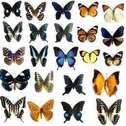 Decorative Objects Figurines 5pcs Real Butterfly Specimens Ornaments Handmade Insect Specimens Decorations Student Gift Wings Home Decorati 230830