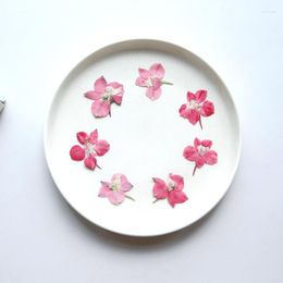 Decorative Flowers 2-3cm/24pcs Natural Pressed Pink Flower Petals DIY Drop Gel Mobile Phone Shell Po Frame Bookmark Manicure Material