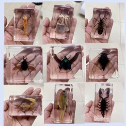 Decorative Objects Figurines Resin Insect Specimen Handicraft Centipede Spider Beetle Scorpion Biological Sample Boy Gift 230830