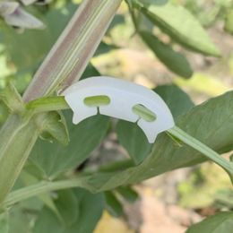 Garden Supplies Other Vegetables Tomatoes Fixing Clips To Prevent Bending Support Clamp Fruit Flower Green Plant Seedling Reinforcement