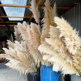 Decorative Flowers 80cm Super Fluffy Natural Dried Large Pampa Grass Bouquet 5 Stems Beige White Pampas Decor Wedding Boho Home