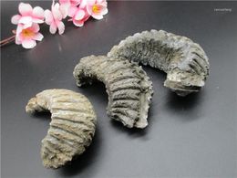 Decorative Figurines Natural Horn Screw Super Jade Not Polishing Spot Colour Bolt Rich