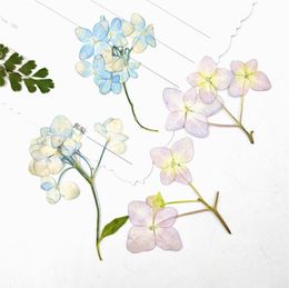 Decorative Flowers & Wreaths 120pcs Dried Pressed Multi-Head Hydrangeas Flower With Stalk Plant Herbarium For Jewelry Postcard Bookmark Phon